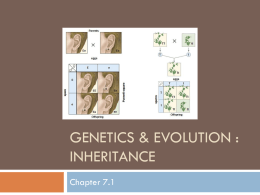 GENETICS & EVOLUTION : Inheritance - mf011
