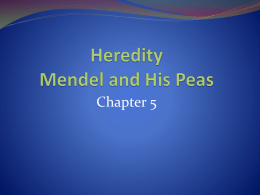 Heredity Mendel and His Peas