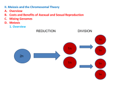 B. Intralocular Interactions