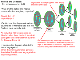 Meiosis and Genetics