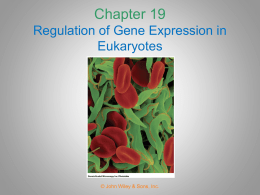 Chapter 20 Regulation of Gene Expression in Eukaryotes