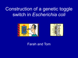 Construction of a genetic toggle switch in