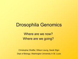 Drosophila Genomics - Washington University in St. Louis