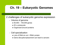Ch. 19 – Eukaryotic Genomes