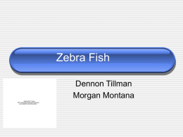 Zebra Fish***