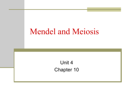 Mendel and Meiosis