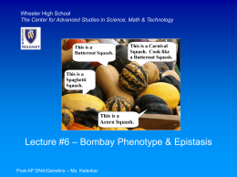 Bombay Phenotype
