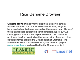 BLAST_and_Genome_Browser_tutorial