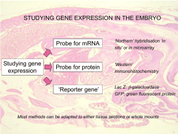 L12 Differentiation and gene expression