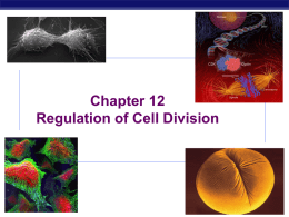 Ch12Regulating Cell Cycle