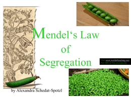 Mendel`s Law of Segregation