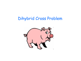 Dihybrid Cross Presentation