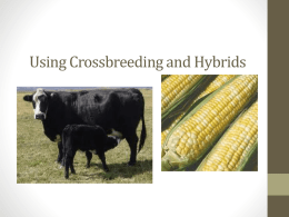 Using Crossbreeding and Hybrids