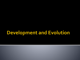 Development and Evolution