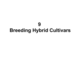 Hybrid Cultivar
