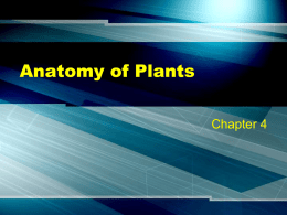 Anatomy of Plants