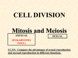 Mitosis & Meiosis PPT Pres