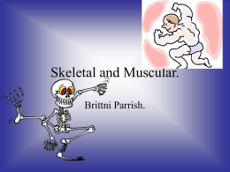 Skeletal and Muscular.