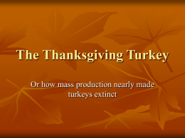 The Thanksgiving Turkey