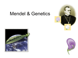 Chapter 14. Mendel & Genetics