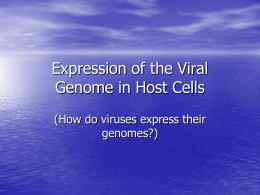 Expression of the Viral Genome in Prokaryotic Hosts