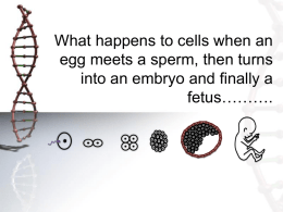 What happens to cells when an egg meets a sperm, then turns into