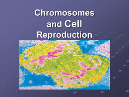 Chromosomes and Cell Reproduction The Cell Cycle The cell cycle