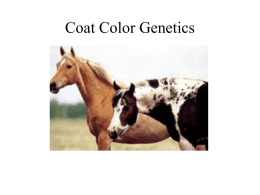 Coat Color Genetics - Hocking County 4