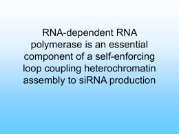RNA-dependent RNA polymerase is an essential