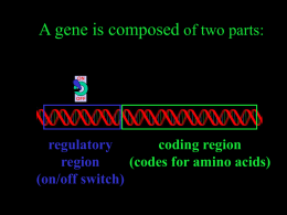 codes for amino acids