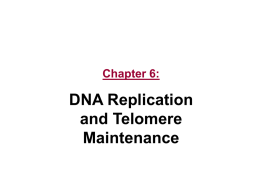 DNA Replication and Telomere Maintenance