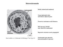 Heterochromatin-2015