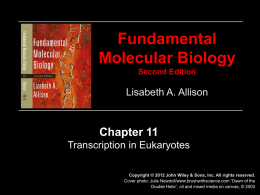 (CH11) Transcription In Eukaryotes (Slides)