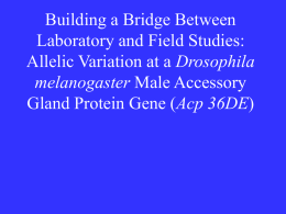 Sperm Precedence and Remating Propensity in Female D