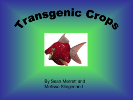 transgenic crops