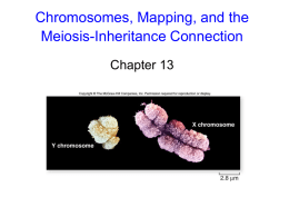 Chromosomal theory of inheritance