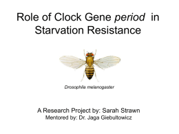 Role of Clock Gene period