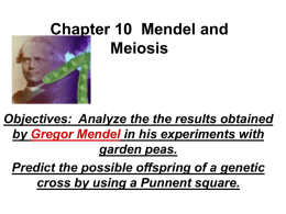 Chapter 10 Mendel and Meiosis