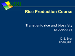 Transgenic rice and biosafety procedures .(English)