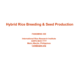 Hybrid Rice Breeding & Seed Production