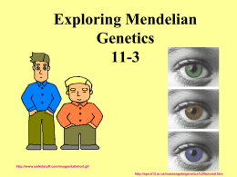 genetics 11-3 w/o dihybrids