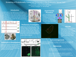 Screening of Evolutionarily Conserved Enhancers in the Embryonic