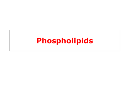Cell membrane phospholipids