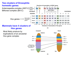 Mammals have 4 clusters of Hox genes