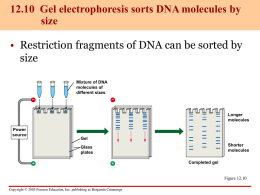 12.11 Restriction fragment analysis is a powerful method that