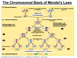 Figure 15.1 The chromosomal basis of Mendel`s laws