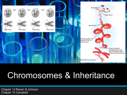 Chromosomes & Inheritance