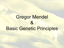 Gregor Mendel and Basic Genetic Principles