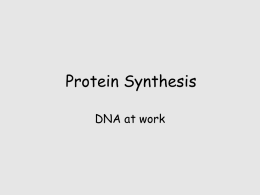 Protein Synthesis & Mutation