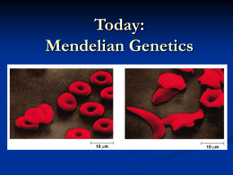 D5-MendelianGenetics